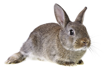 rabbit isolated on a white background