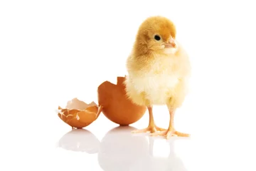 Crédence de cuisine en verre imprimé Poulet Little chicken and eggshell
