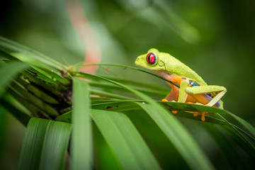 Red Eyed Green Tree Frog