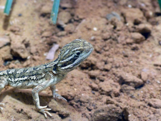 Bartagame