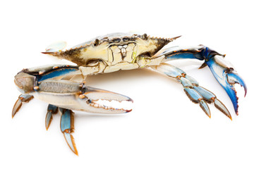 Blue crab © portokalis