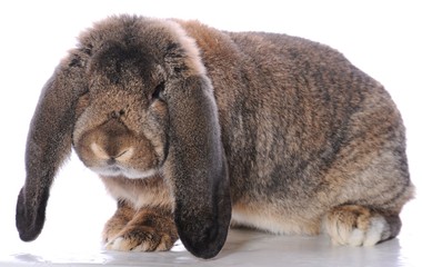 lapin b&eacute;lier