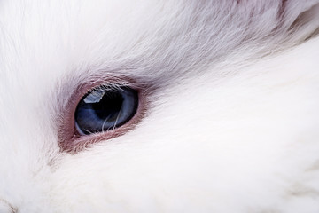 eye of a white rabbit