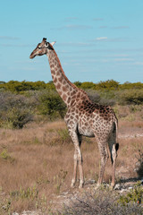 Etosha giraffe
