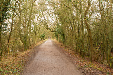 Obraz premium trail though the woods