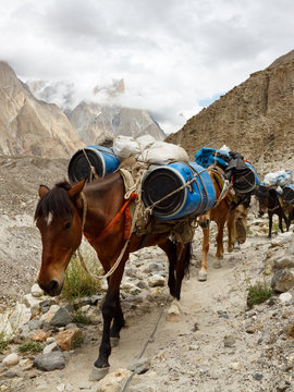 Pack Horses in the Karakorum Mountains, Pakistan