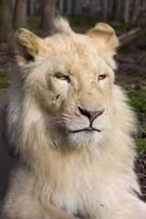 Naklejka na ściany i meble Mężczyzna biały lew (Panthera leo krugeri)