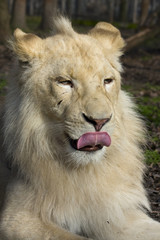 Naklejka na ściany i meble Mężczyzna biały lew (Panthera leo krugeri)