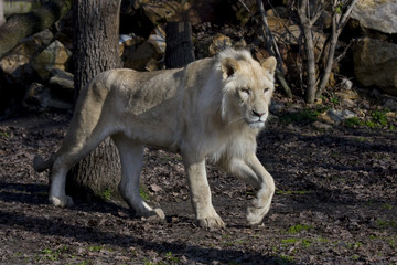 Fototapeta na wymiar Mężczyzna Biały lew (Panthera leo krugeri)