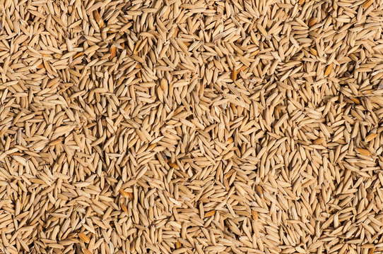 Paddy rice texture