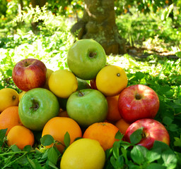 Obstgarten