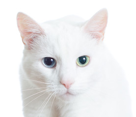 Portrait of white cat with different eyes