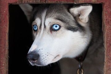 eyes of siberian husky dog
