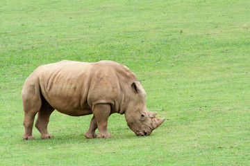 Fototapeta premium Portrait of a Rhinoceros