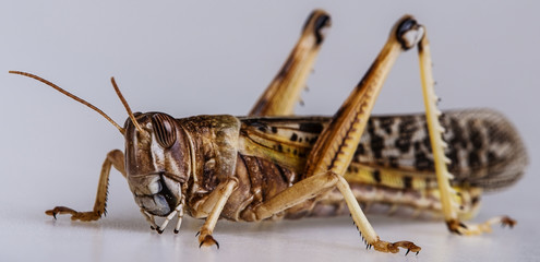 locust - schistocerca gregaria