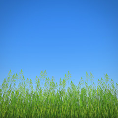 grass and sky