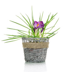 Beautiful purple crocuses in flowerpot, isolated on white
