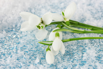 Bouquet of snowdrop flowers, on snow background
