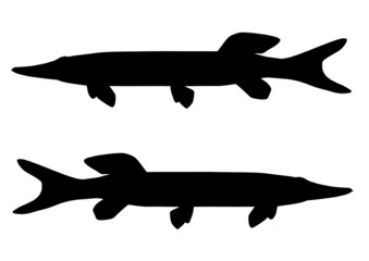 Pike