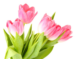 Pink tulips isolated on white