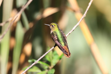 Tyrian Metaltail (Metallura tyrianthina) in Yanacocha resorve,Ec