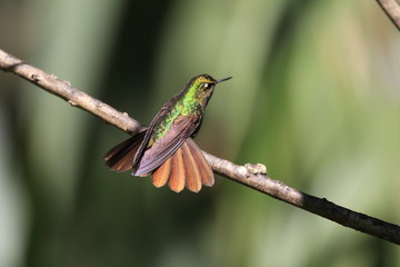Tyrian Metaltail (Metallura tyrianthina) in Yanacocha resorve,Ec