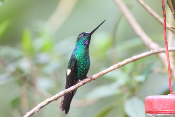 Buff-winged Starfrontlet 