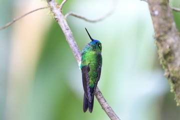 Sapphire-vented Puffleg 