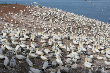 Northern gannet colony (Morus bassanus) in wilderness