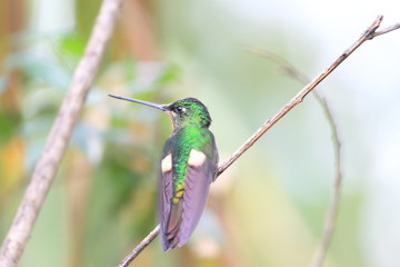 Buff-winged Starfrontlet 