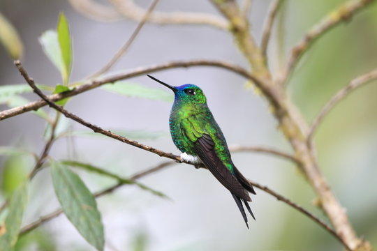 Sapphire-vented Puffleg 