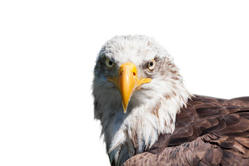 Bald eagle isolated