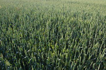 Field of wheat