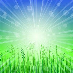 Obraz premium Green Grass Background over Blue Sky