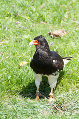 Bird of prey