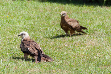 Black Kite (Milvus migrans)