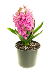 Pink Hyacinth in bloom isolated on white