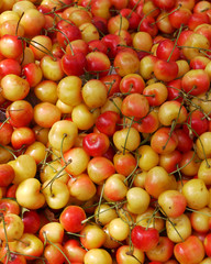 crabapples