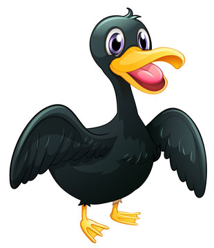 A  black duck