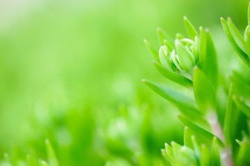 Stonecrop plant in a spring garden
