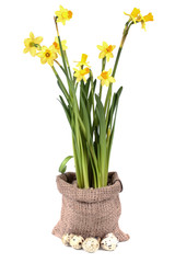 Yellow daffodils
