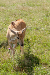Young african antelope