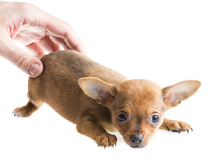 short haired chihuahua puppy in front of a white background