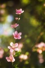 Pink plum blossoms