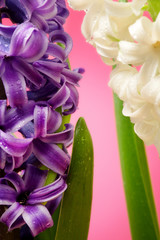 hyacinth flowers close up