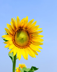 Fresh sunflower