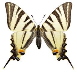 Isolated Scarce Swallowtail butterfly