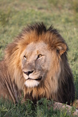 Male Lion