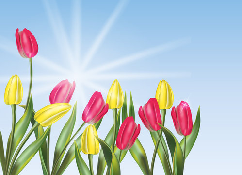 flower background with tulips