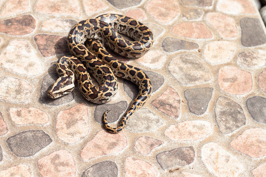 Burmese python (Python molurus bivittatus) on the backyard